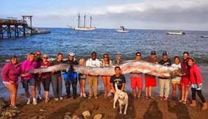 Sejumlah warga mengangkat bangkai ikan oarfish sepanjang 5,5 meter di pantai California
