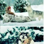Anjing huski
