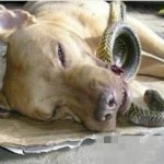 Anjing setia berani melawan ular cobra