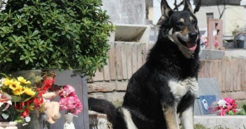 anjing setia