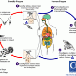 Leishmania Life Cycle