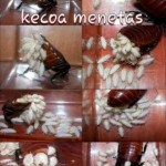 kecoa-menetas