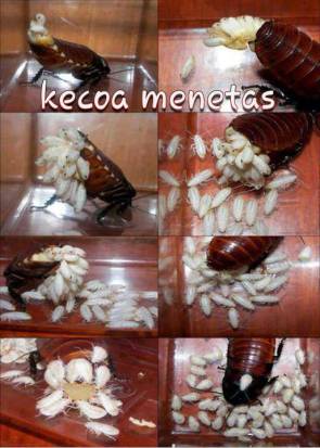 kecoa-menetas