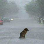 Anjing yang menunggu kepulangan majikannya di tengah hujan deras