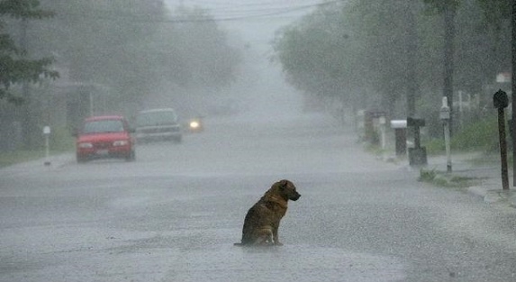 Anjing yang menunggu kepulangan majikannya di tengah hujan deras