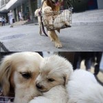 Induk-anjing-menjual-tiga-anak-anjingnya
