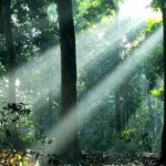 hutan tropis indonesia