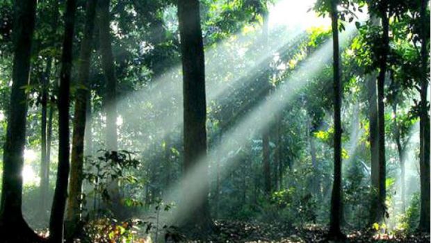 hutan tropis indonesia