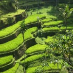 tanah subur indonesia