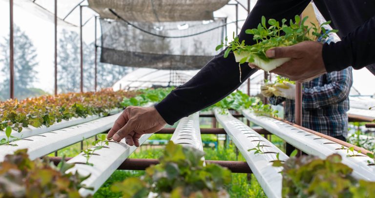 6 Tips Urban Farming Lahan Terbatas di Perumahan Jakarta, Dijamin Anti Gagal!