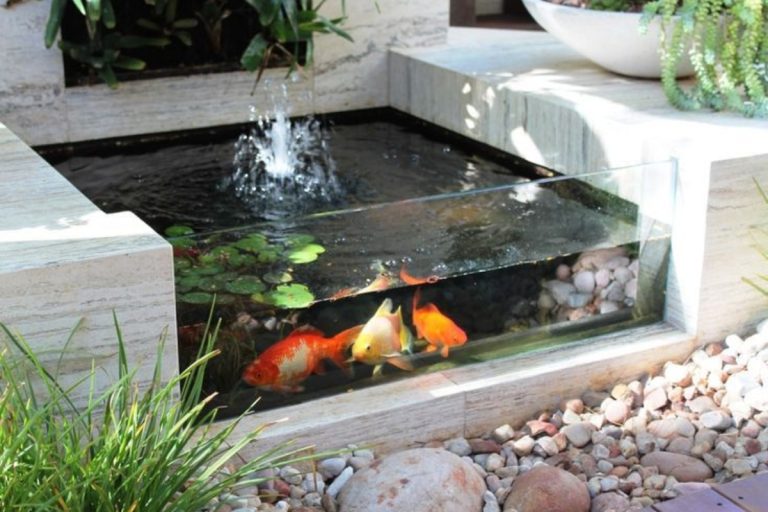Simak! Ini Tips Membuat Kolam Ikan Kecil Di Rumah Dengan Lahan Sempit Di Jakarta