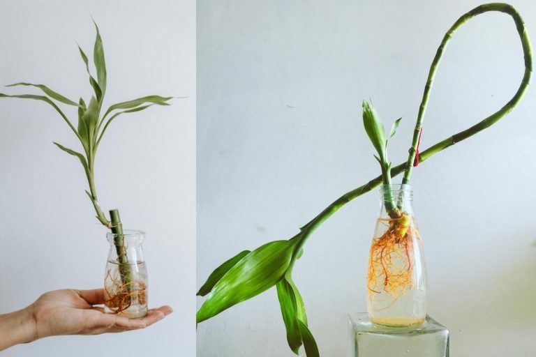 10 Tips Memilih dan Meletakkan Tanaman Hias di Rumah Menurut Fengshui