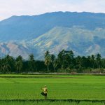 Petani dan Sawah Indonesia