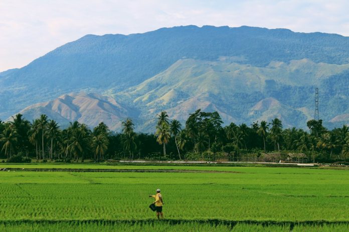 Petani bekerja di area persawahan Indonesia